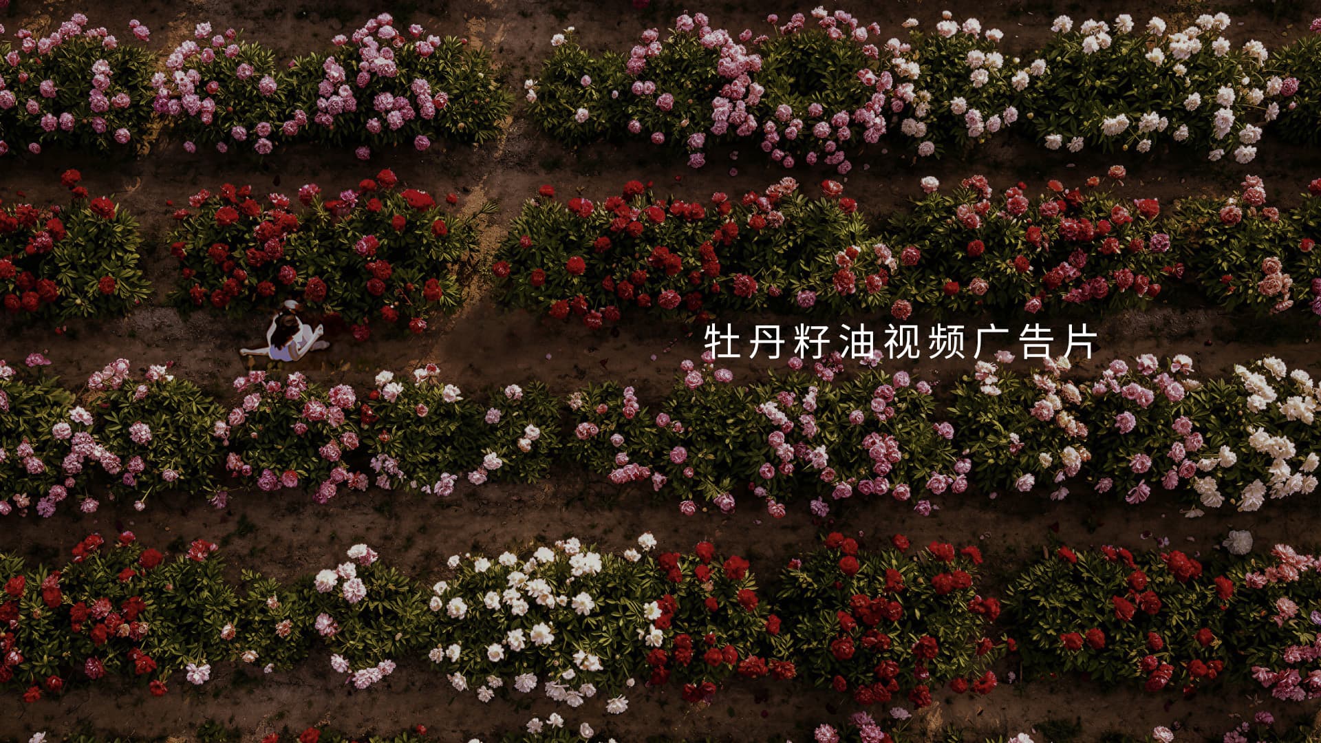 牡丹籽油